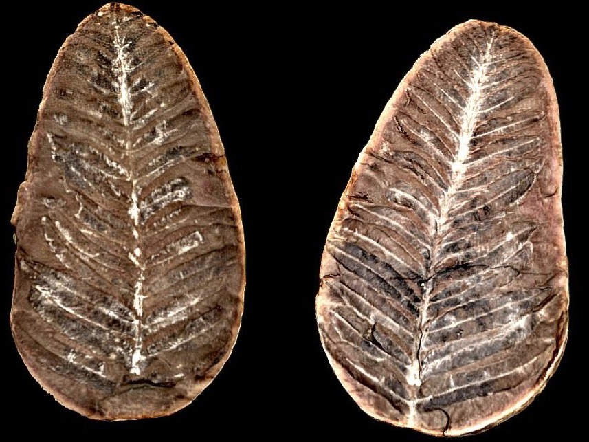 Screenshot of a 3d scanned fossil.