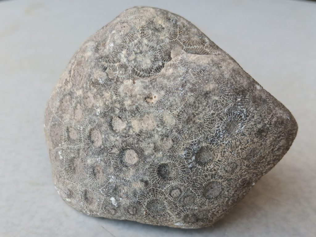 Close up of a Petoskey stone.