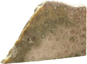 Petosky Stone